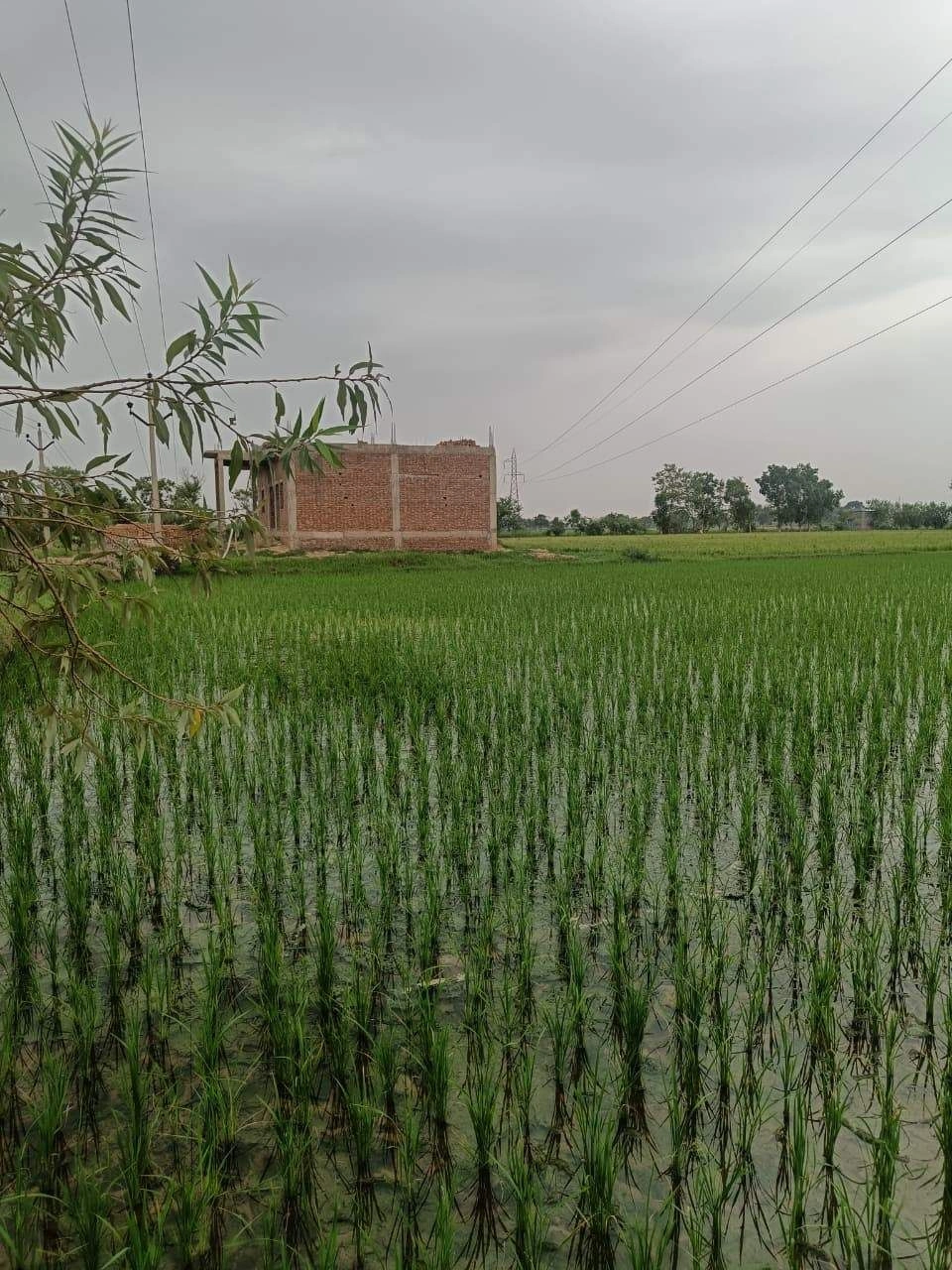 Baraka, Palwal, Uttar Pradesh, India