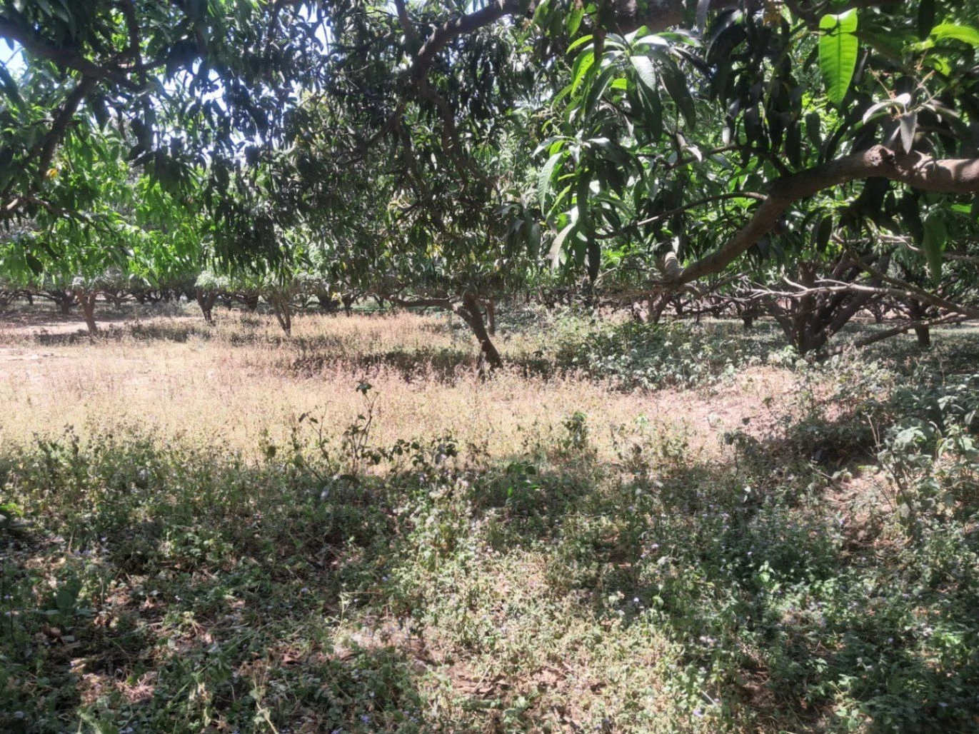 Rajla, Bihar, India preview 2