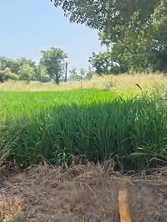 W643+9X Kowdipally, Medak, Telangana, India