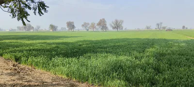 Shikarpur, Uttar Pradesh 203395, India preview 2