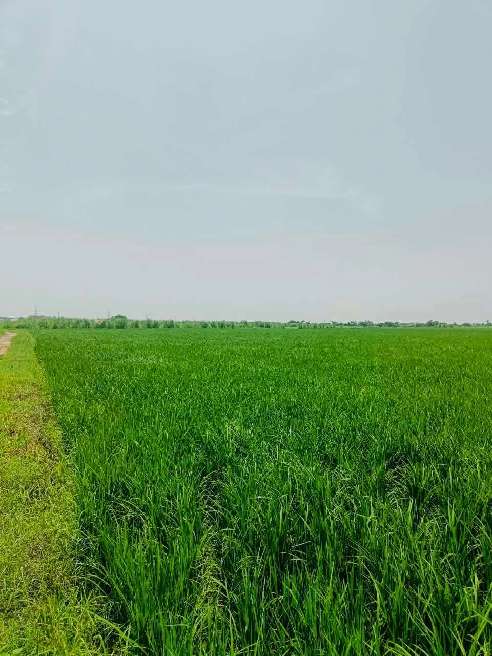 Nawali, Mathura, Uttar Pradesh, India preview 2