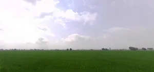 WG64+2MV, VILL, Thana, Haryana 136030, India preview 3