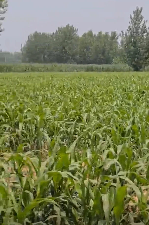 Chandwa, Latehar, Jharkhand 829203, India