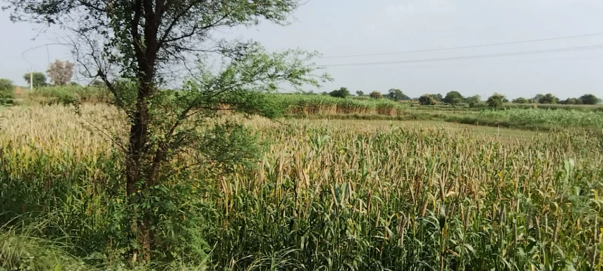 Barnagar, Madhya Pradesh 456771, India