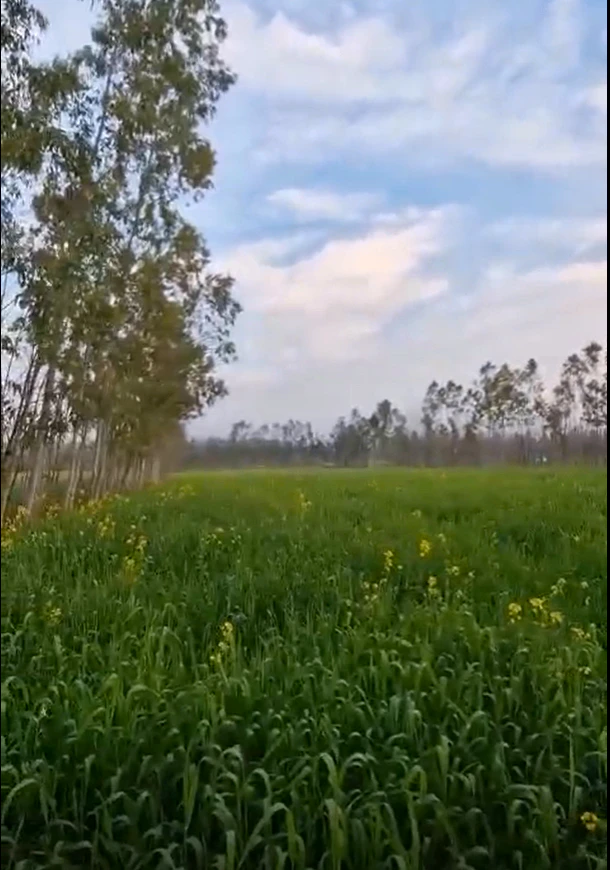 Jatowala, Uttarakhand 248197, India