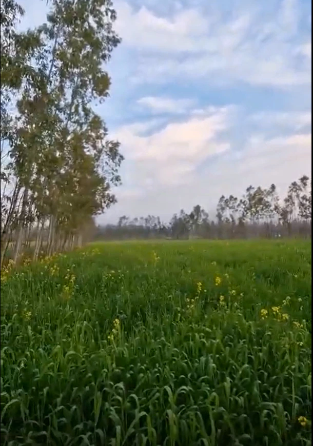 Jatowala, Uttarakhand 248197, India