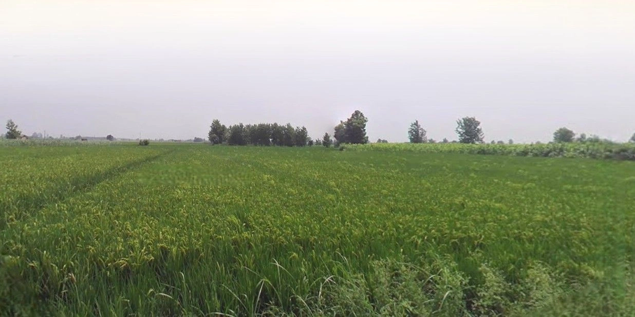 Hasanpur, Uttar Pradesh 244241, India