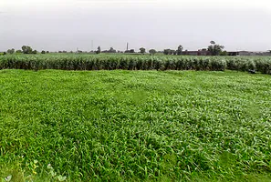 Satwai, Uttar Pradesh, India preview 3