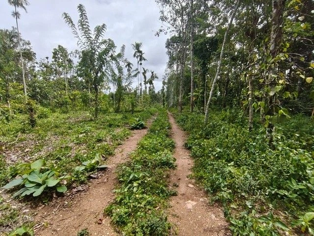 R52W+FXW, Pulpally - Seethamount - Kolavally Rd, Kappiset, Pulpally, Kerala 673579, India