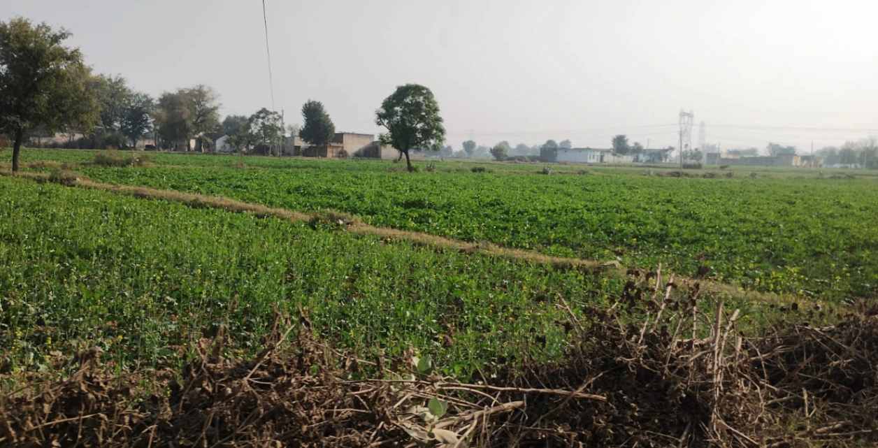 Ghanauli, Punjab 140113, India