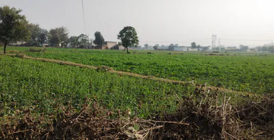 Ghanauli, Punjab 140113, India preview 3