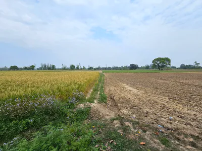 5Q3V+237, Nandrampur Bass, Haryana 123106, India preview 2