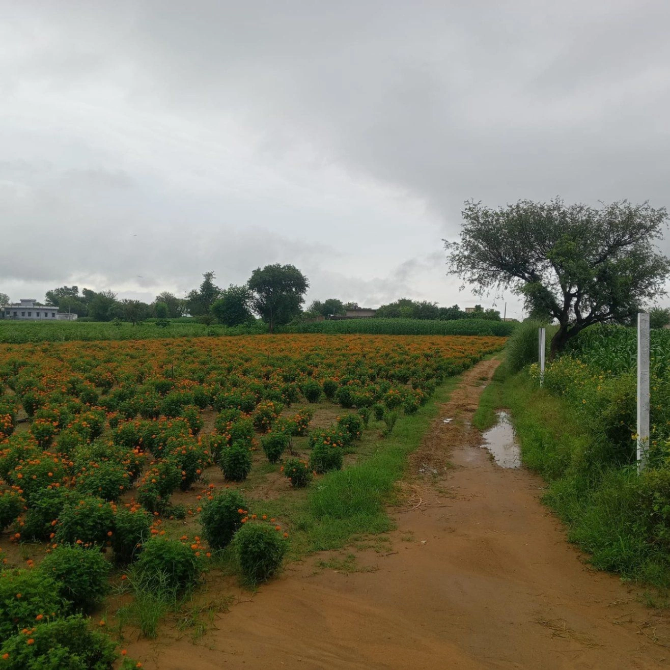 Mundawar, Rajasthan