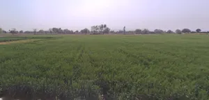 Beas Pind, Punjab, India preview 3