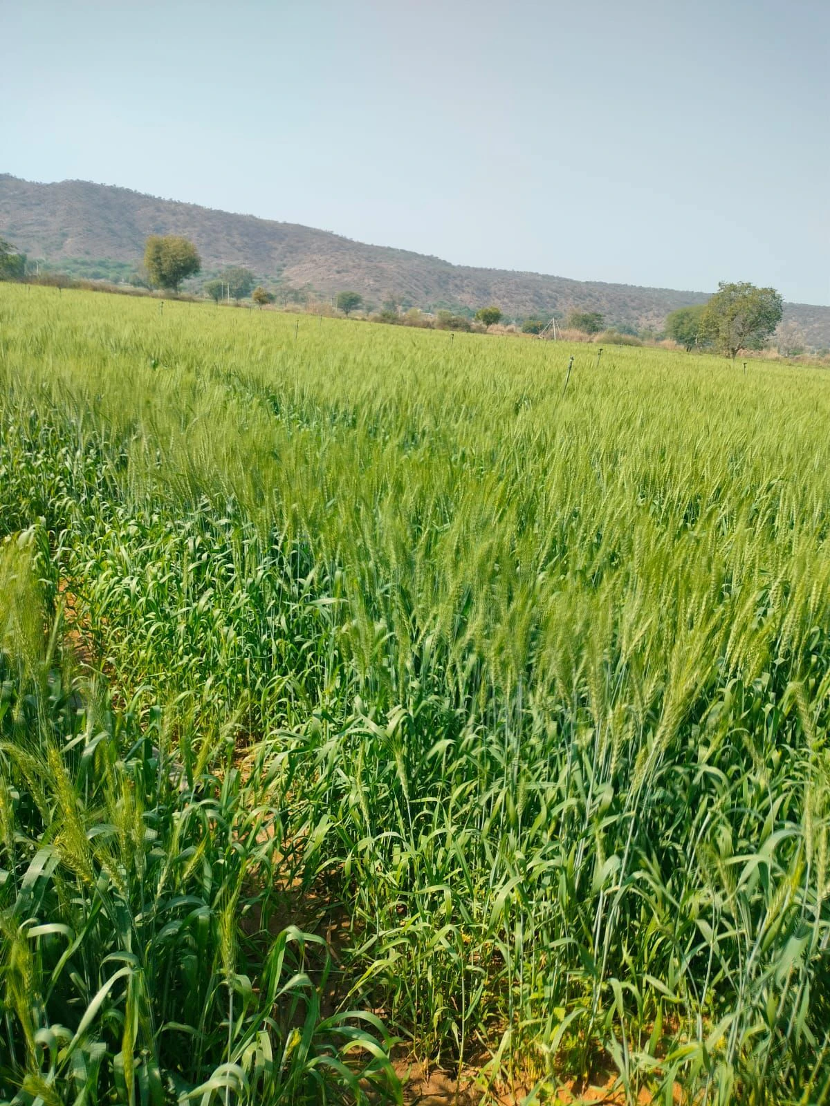 Parisal, Alwar, Alwar, Rajasthan, India