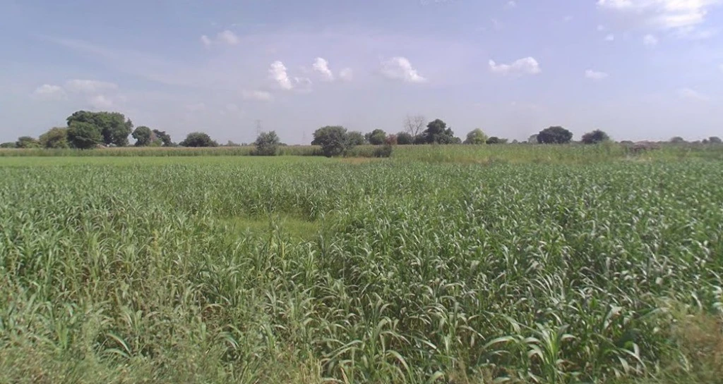 Kol, Uttar Pradesh, India