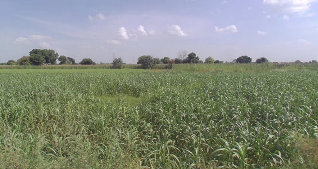 Kol, Uttar Pradesh, India