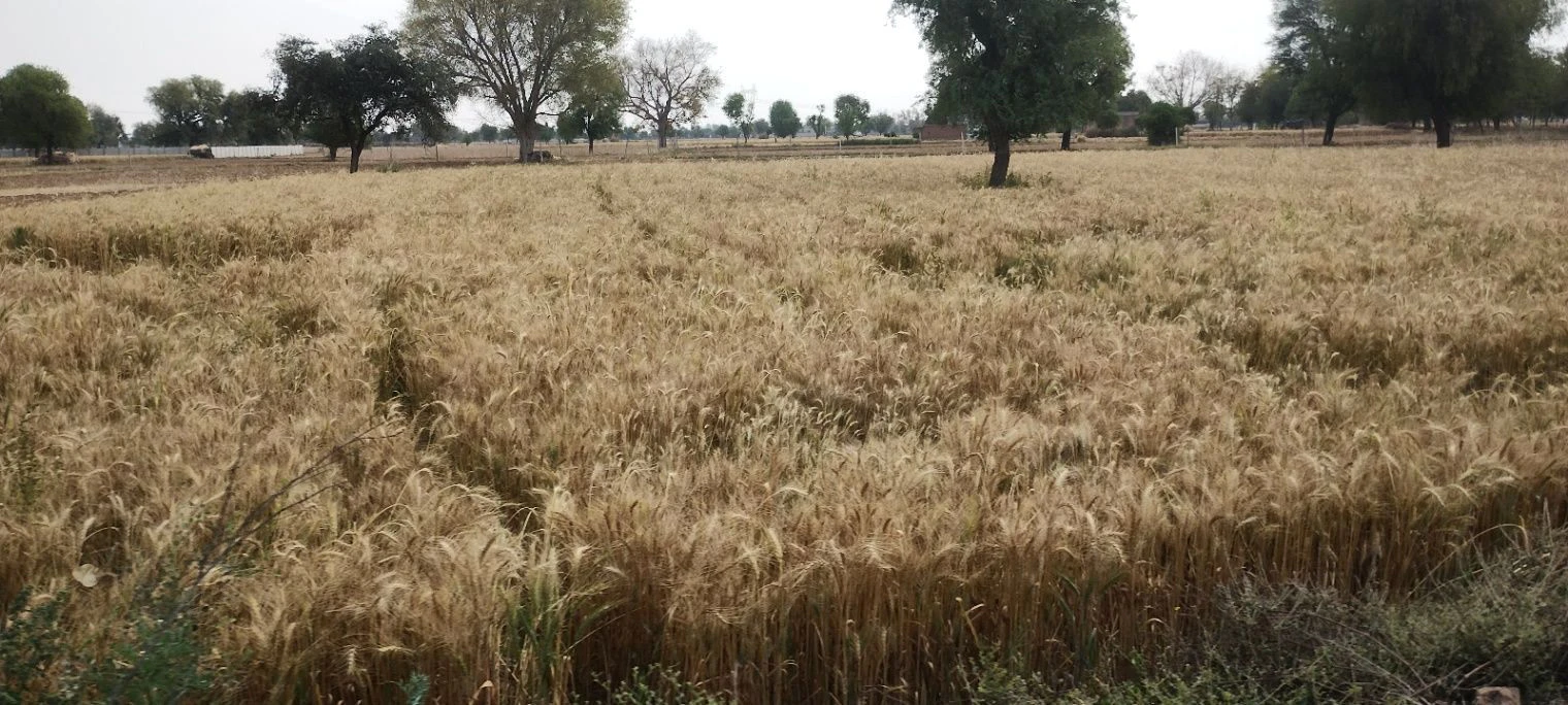 Kherli Veeran, Rajasthan 301021, India