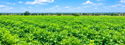 2HGX+438, Sangareddy, Kharamungi, Telangana 502286, India preview 3