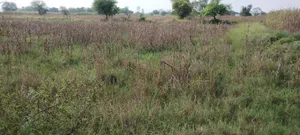 Nagla Faujdar, Rajasthan 321203, India preview 3