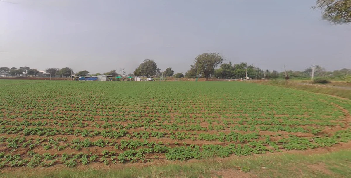 Manjusar, Gujarat, India