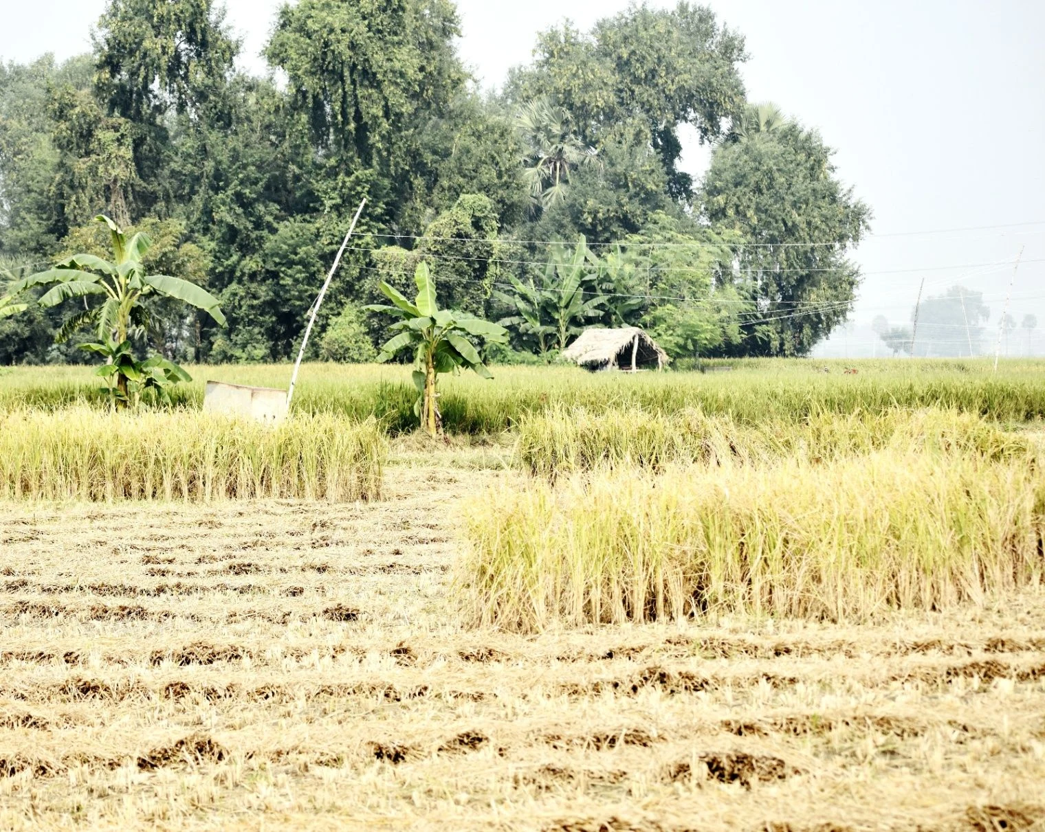 Palia, Uttar Pradesh 261502, India