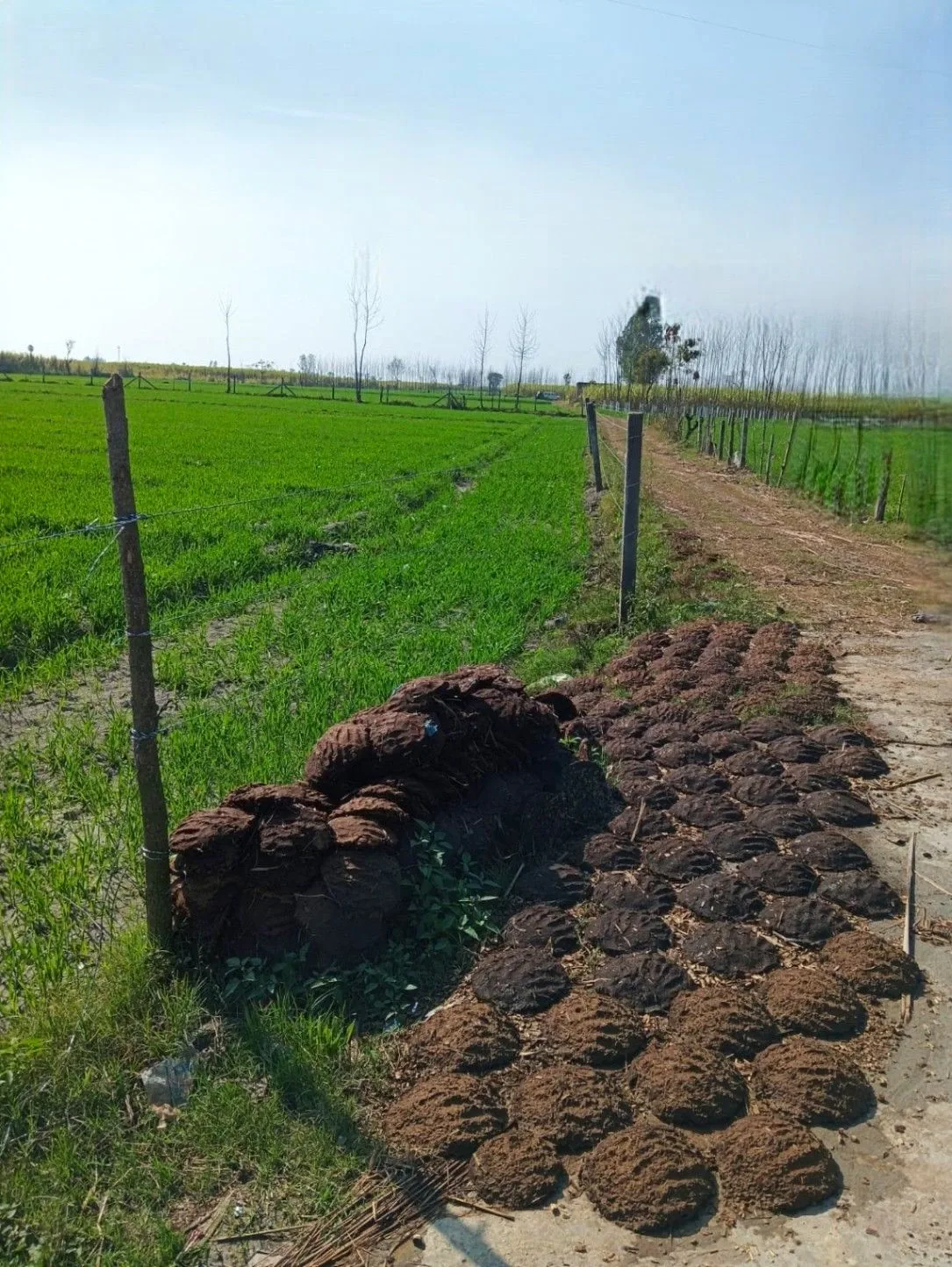 Laksar, Uttarakhand 247663, India