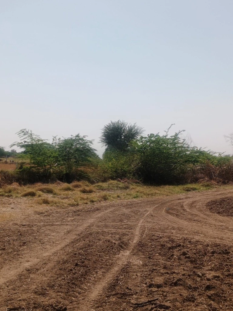 GGGQ+QQ Shri Ramganj, Rajasthan, India