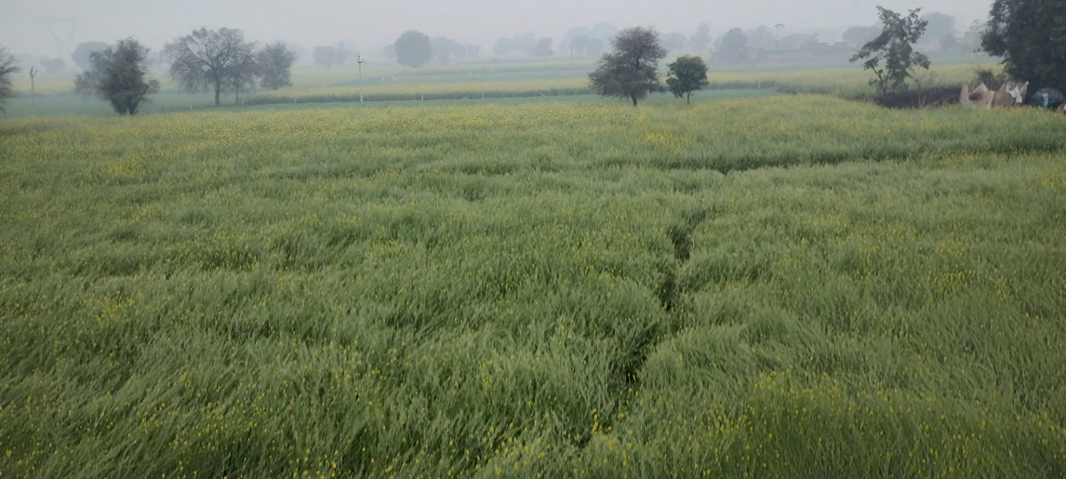 Seetal, Rajasthan 301021, India