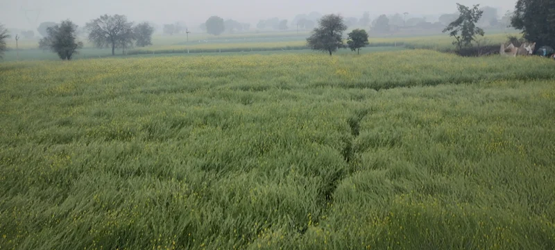 Seetal, Rajasthan 301021, India preview 2