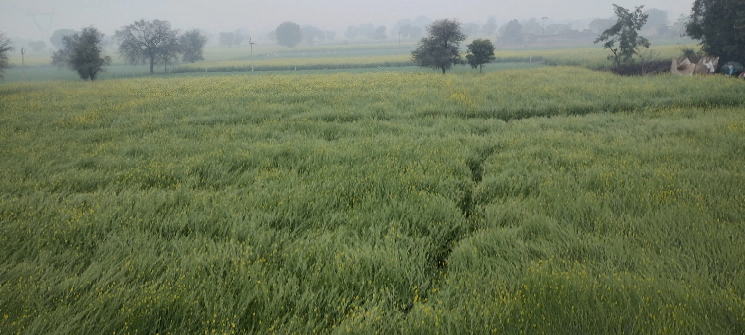 Seetal, Rajasthan 301021, India