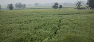 Seetal, Rajasthan 301021, India preview 2