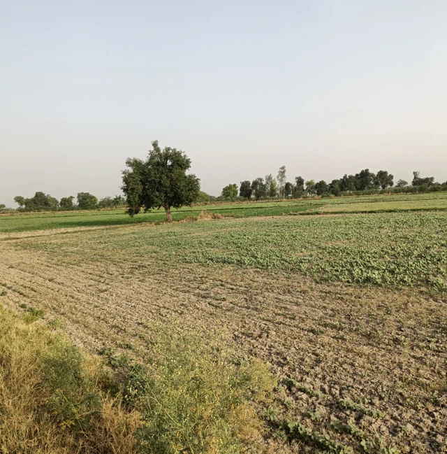 Talwandi Sabo, Punjab 151302, India