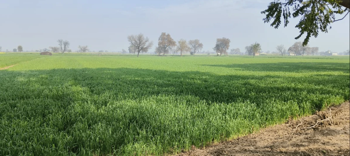 7WFP+7P Sarhali Kalan, Tarn Taran, Punjab, India