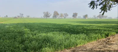 7WFP+7P Sarhali Kalan, Tarn Taran, Punjab, India preview 3