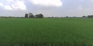 FH7V+G2 Chikhaliya, Gujarat, India preview 3