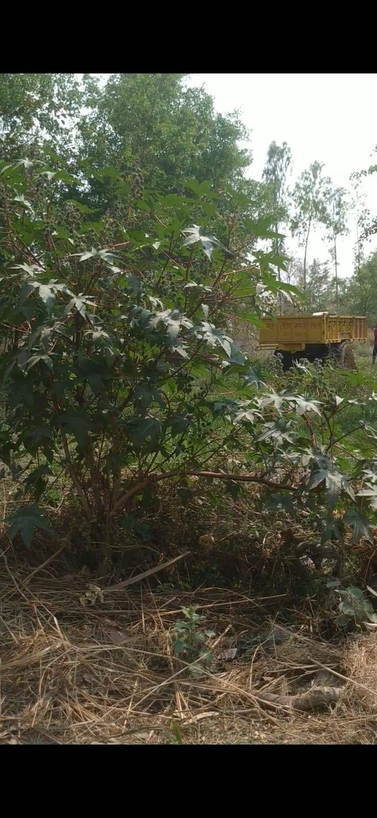 Dhan Ghata, Uttar Pradesh 272162, India preview 3