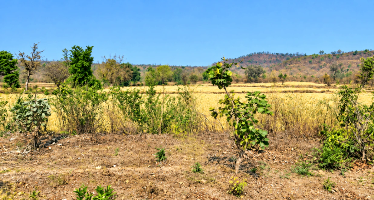 Chakiya, Chandauli, Uttar Pradesh 232101, India