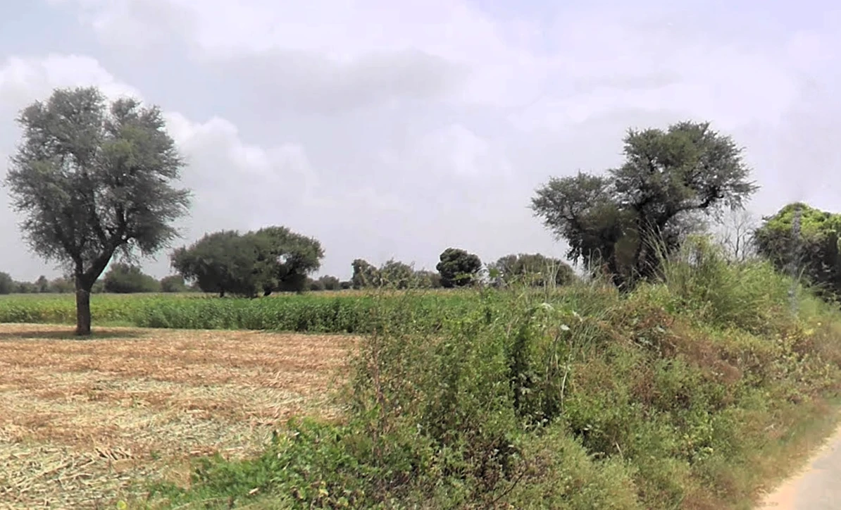Rewari Road, Ateli Mandi, Hasanpur, Haryana 123021, India