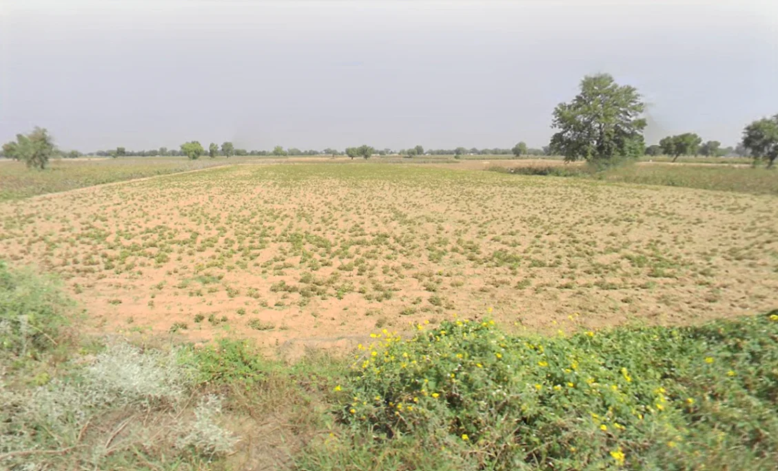 Tarkan Wali, Haryana 125110, India preview 3