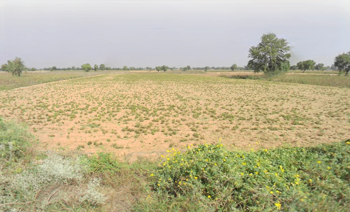 Tarkan Wali, Haryana 125110, India