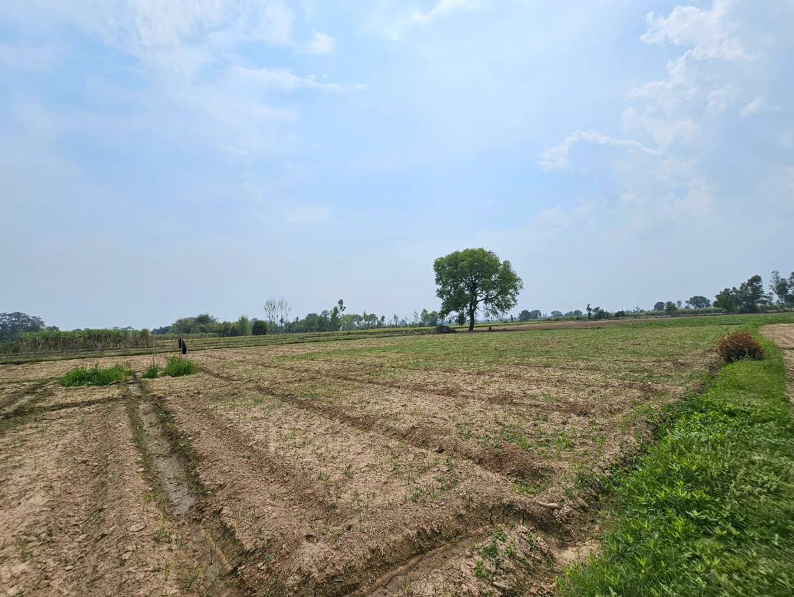 HGP7+93 Chauru, Rajasthan, India