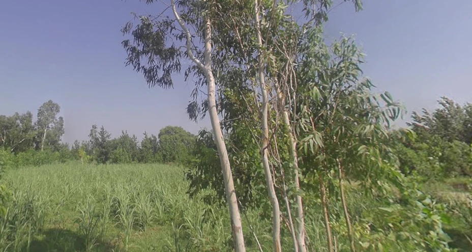 Fatehganj Pashchimi, Uttar Pradesh 243501, India