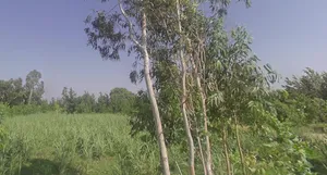 Fatehganj Pashchimi, Uttar Pradesh 243501, India preview 2