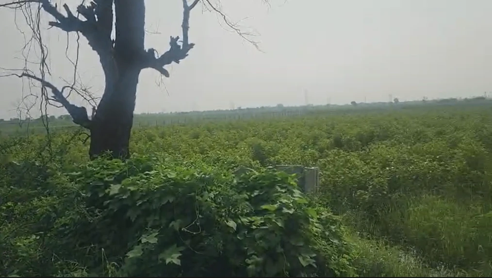 Gailpur, Palwal, Haryana 121102, India