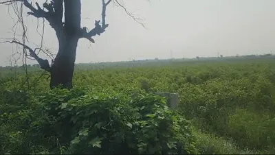 Gailpur, Palwal, Haryana 121102, India preview 3