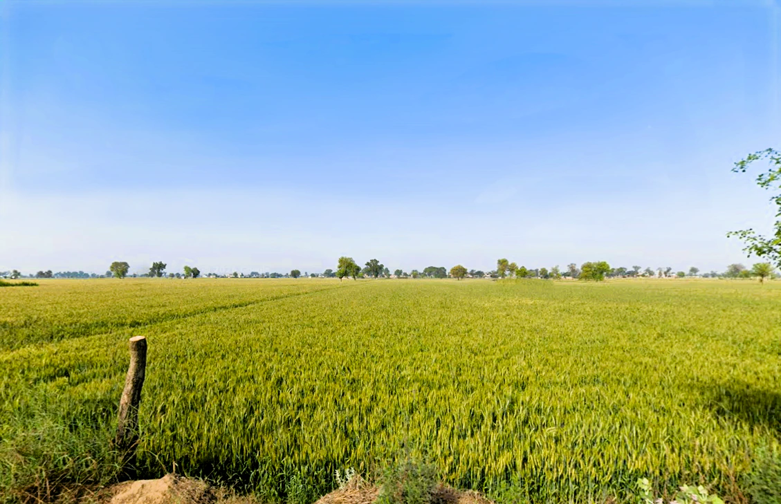 Rania, Haryana 125076, India