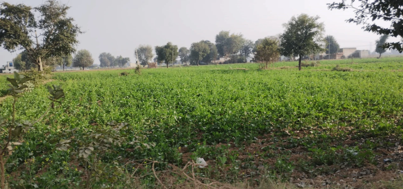 W743+42F, Raipur, Punjab 151505, India