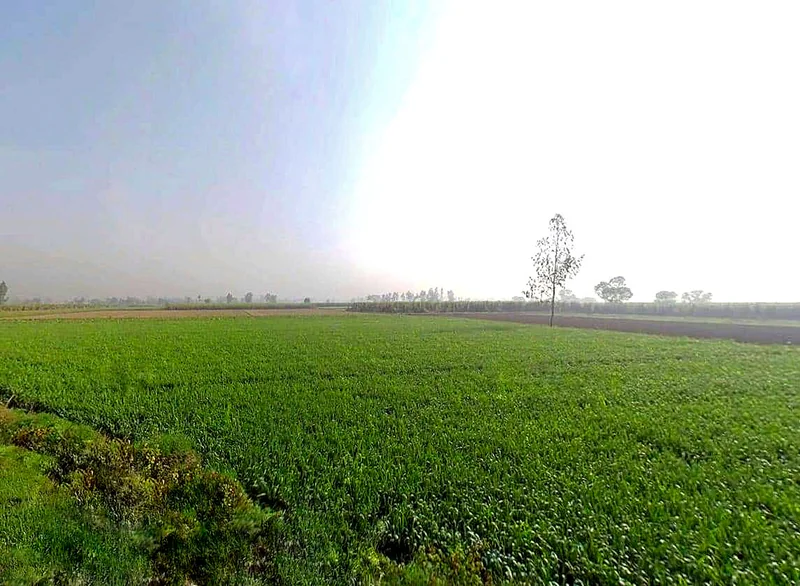 Mawana, Uttar Pradesh, India preview 2