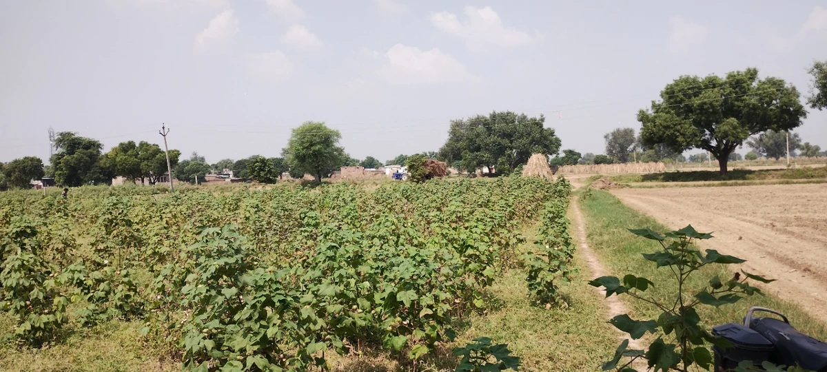 Semli, Rajasthan, India